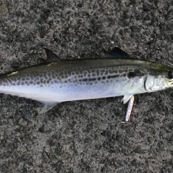 今シーズンの初サゴシ！