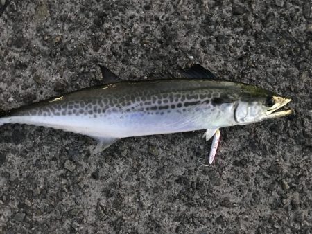 今シーズンの初サゴシ！