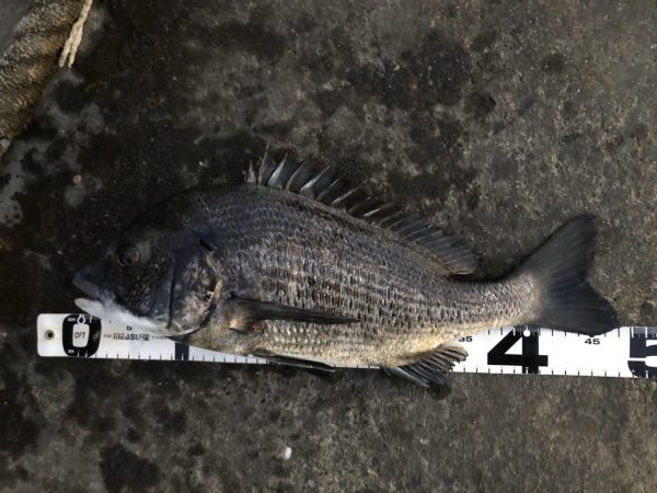 イチノ兄弟、釣果!