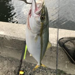 タチウオまだまだ渋い