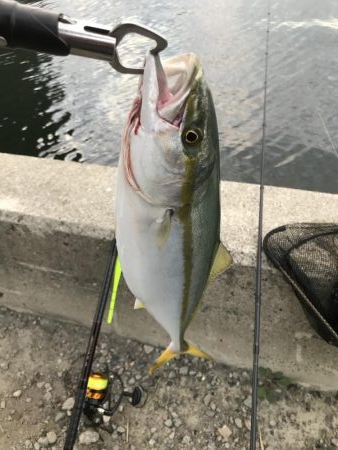 タチウオまだまだ渋い