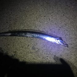 夕まずめねらい