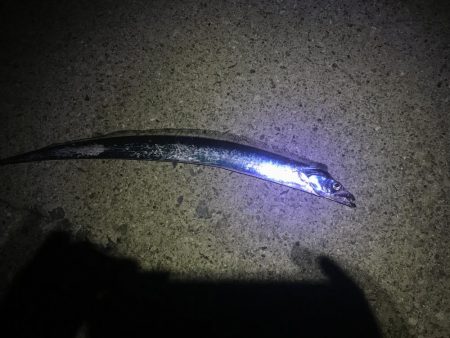 夕まずめねらい