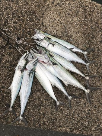 サゴシは安定の爆釣