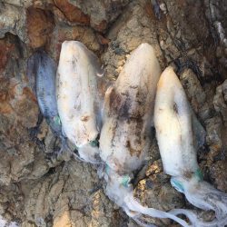 人里離れた磯に