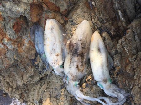 人里離れた磯に