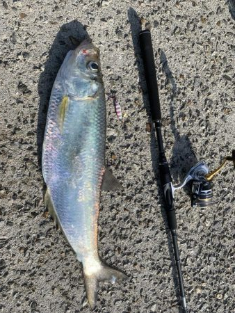 ニシン！？？ルアーに好反応！