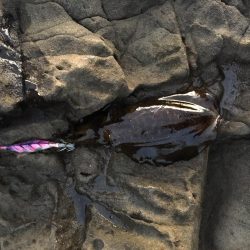 エギングアジング