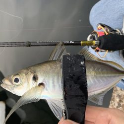 アジングとちょいメバリング