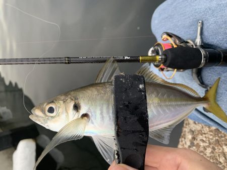 アジングとちょいメバリング