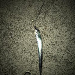 10月16日太刀魚ハマチ