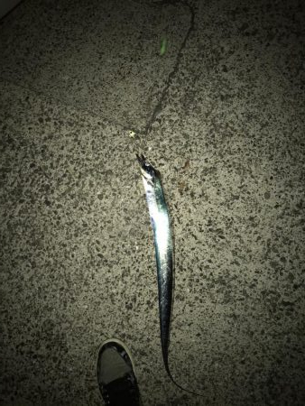 10月16日太刀魚ハマチ