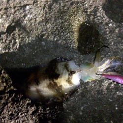 今秋4回目の丹後半島