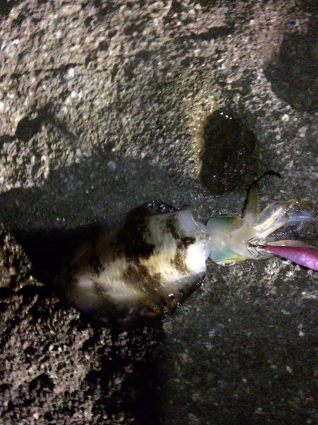 今秋4回目の丹後半島