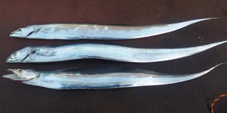 なんとか来たよ