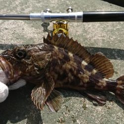 goodサイズのガシラ！