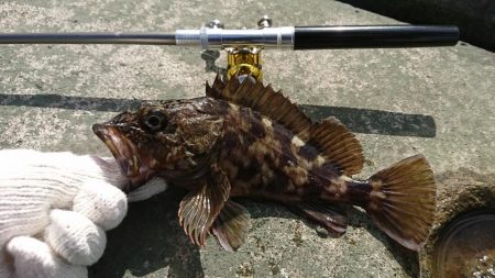 goodサイズのガシラ！