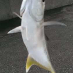 雨上がりも雨濁り