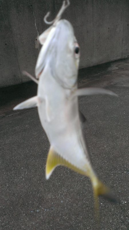 雨上がりも雨濁り