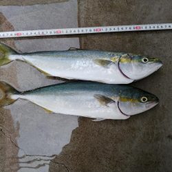 久しぶりの青物良い感じ