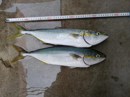 久しぶりの青物良い感じ