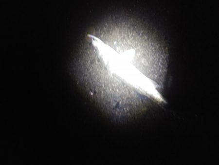 サヨリパターン