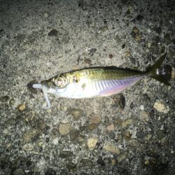 ひさびさに調査