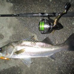 シーバス短時間狙い