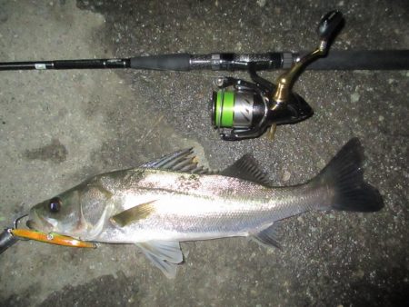 シーバス短時間狙い