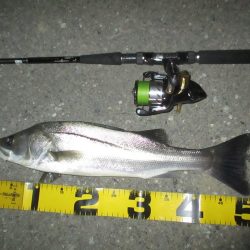 シーバス短時間釣行