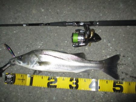 シーバス短時間釣行