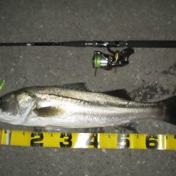 台風前のシーバス釣行