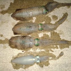 トンカツサイズのアオリイカが釣れている