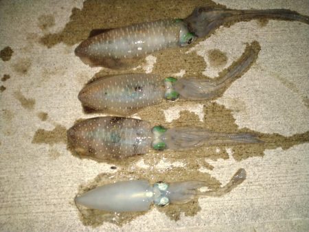 トンカツサイズのアオリイカが釣れている