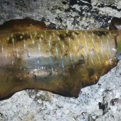 朝の時合だけしか反応が無い