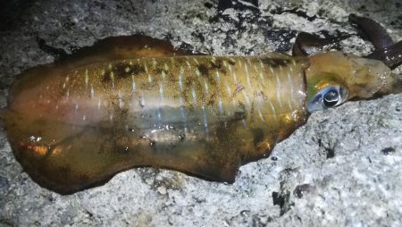 朝の時合だけしか反応が無い