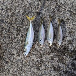 サビキでアジ大量。ジグをロスト…。