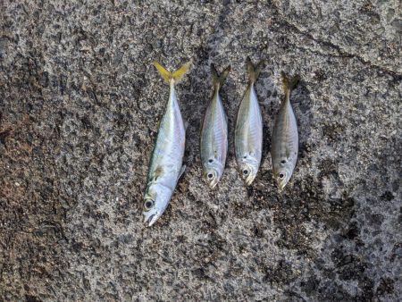 サビキでアジ大量。ジグをロスト…。