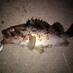 テキサスリグでクロソイ狙い