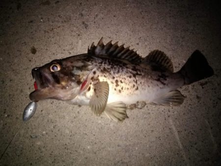 テキサスリグでクロソイ狙い