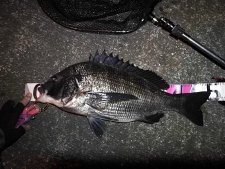 南港ヘチ釣行 （10/05 五目釣り達成、南港ヘチ釣り 真チヌ49cm、キビレ、黒メバル、ガシラ、ハゼ 釣果有り）