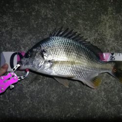 南港ヘチ釣行 (10/06 南港ヘチ釣り キビレチヌ31cm、ガシラ、シーバス、ハゼ 釣果有り)