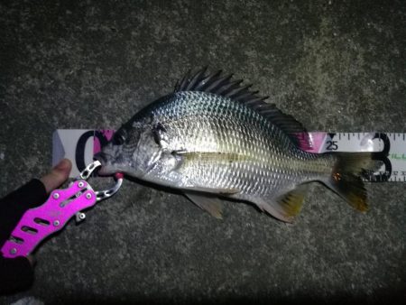 南港ヘチ釣行 （10/06 南港ヘチ釣り …