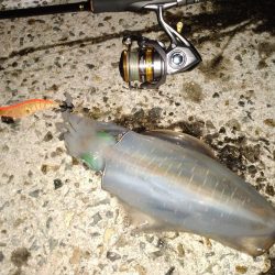 アオリイカが釣れ始めた