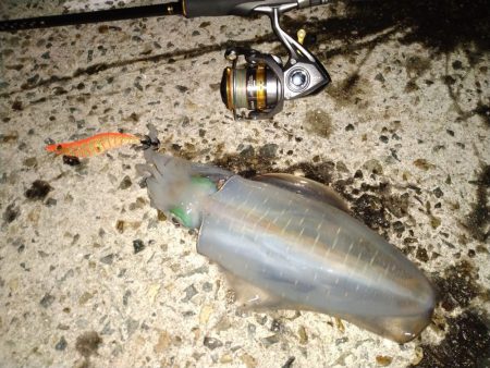 アオリイカが釣れ始めた