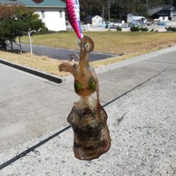 アオリイカ探して