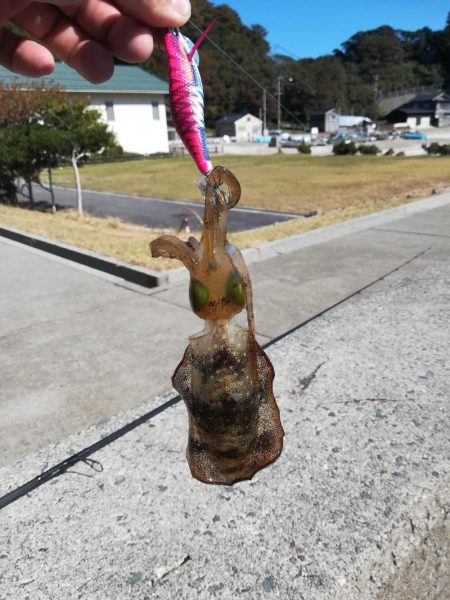 アオリイカ探して