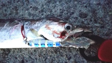 LSJでタチウオ！