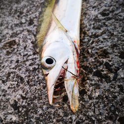 ロッド鱗つけで太刀魚