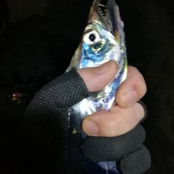 南港釣行 （10/13 南港タチウオ釣り 今季初　タチウオ釣果有り）